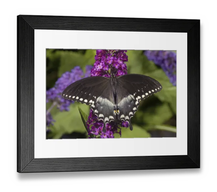 Framed Print : Spicebush Swallowtail (Papilio troilus)