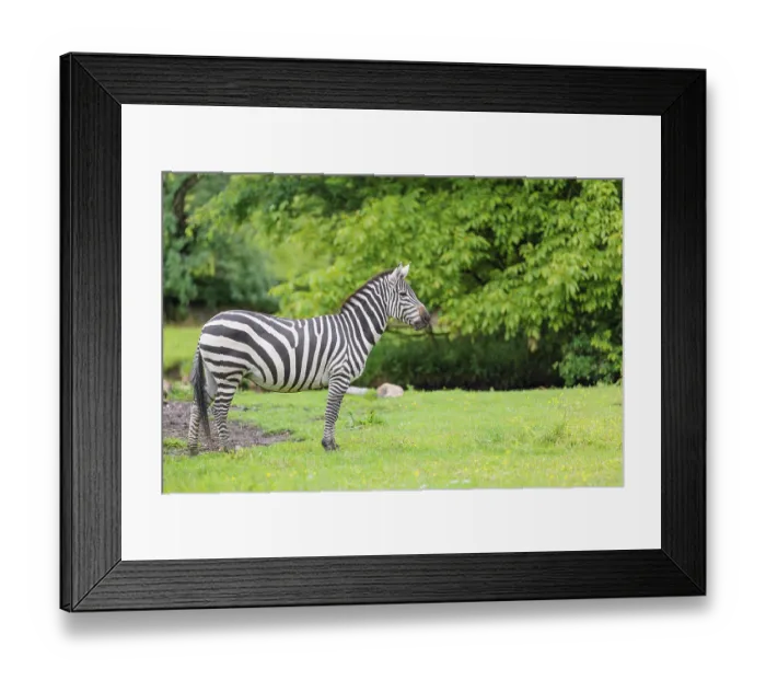 Framed Print : A Grant's zebra (Equus quagga boehmi) stands in a green meadow Framed Print : A Grant's zebra (Equus quagga boehmi) stands in a green meadow