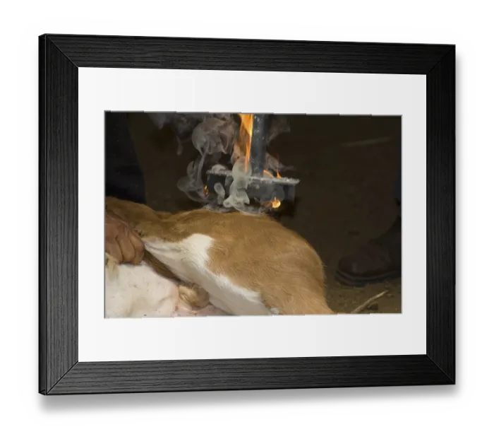 Framed Print : Branding a calf, Costa Rica, Central America