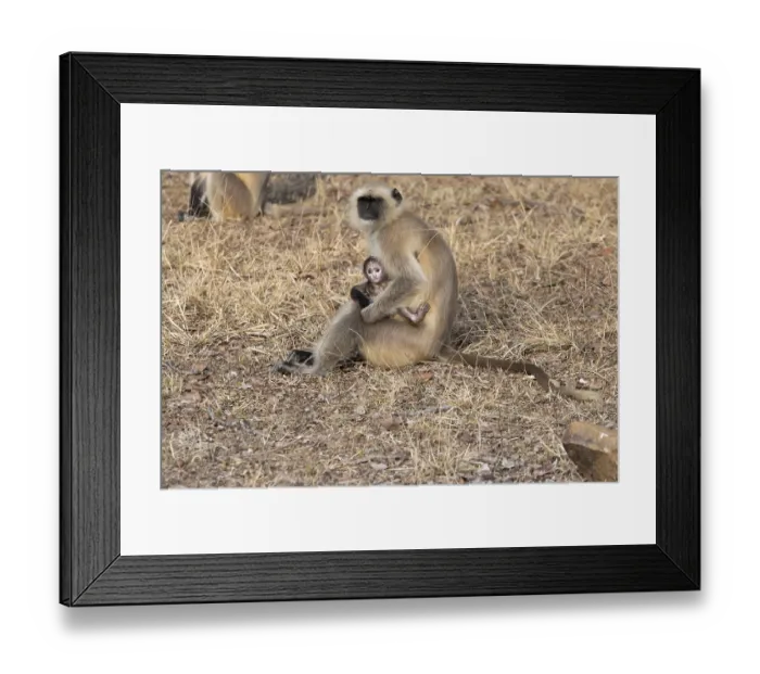 Framed Print : Gray langurs (Semnopithecus entellus) Framed Print : Gray langurs (Semnopithecus entellus)