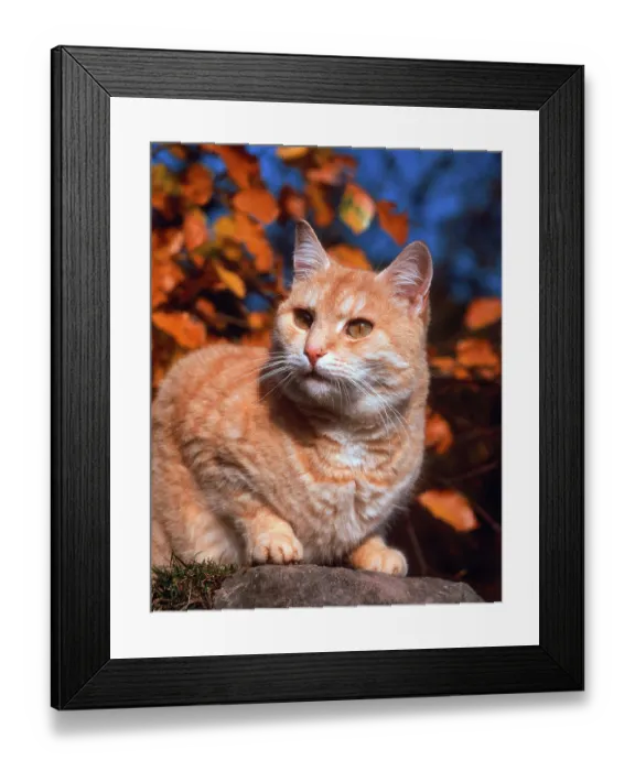 Framed Print : Domestic cat Framed Print : Domestic cat