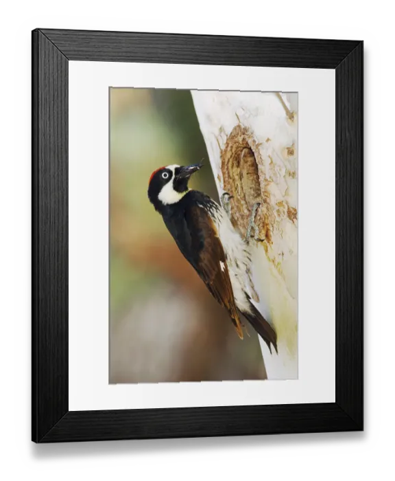 Framed Print : Acorn Woodpecker (Melanerpes formicivorus)