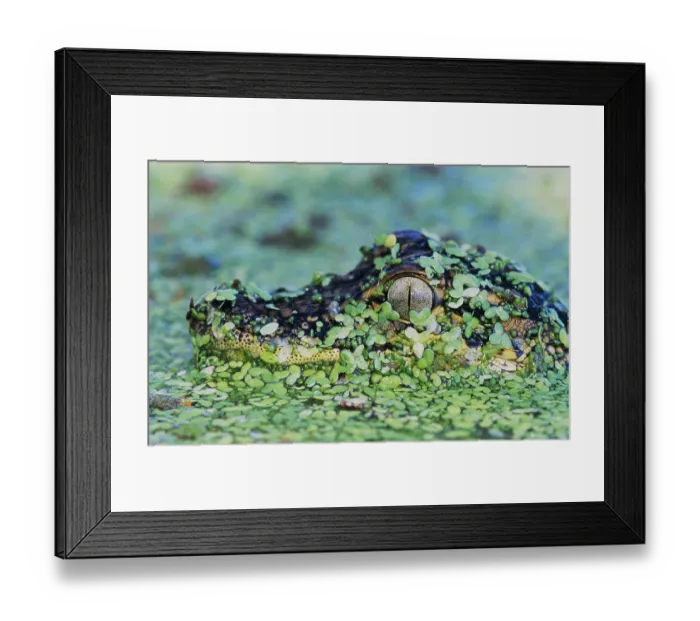 Framed Print : American Alligator (Alligator mississippiensis)