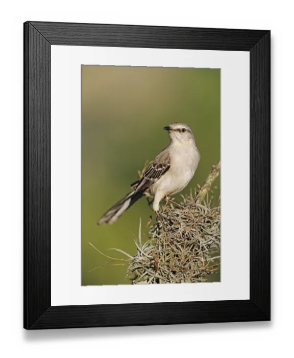 Framed Print : Northern Mockingbird (Mimus polyglottos)