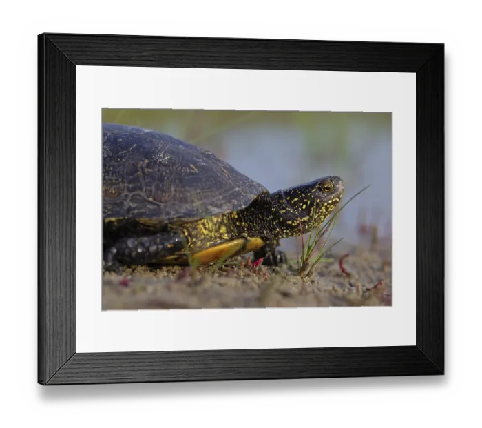 Framed Print : European pond turtle (Emys orbicularis)