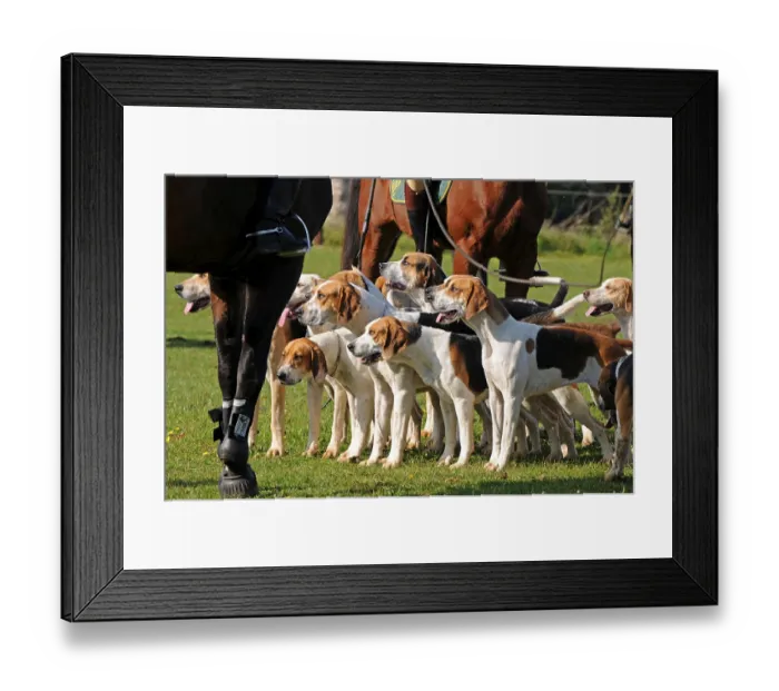 Framed Print : Riding, rider and foxhounds, tugjob