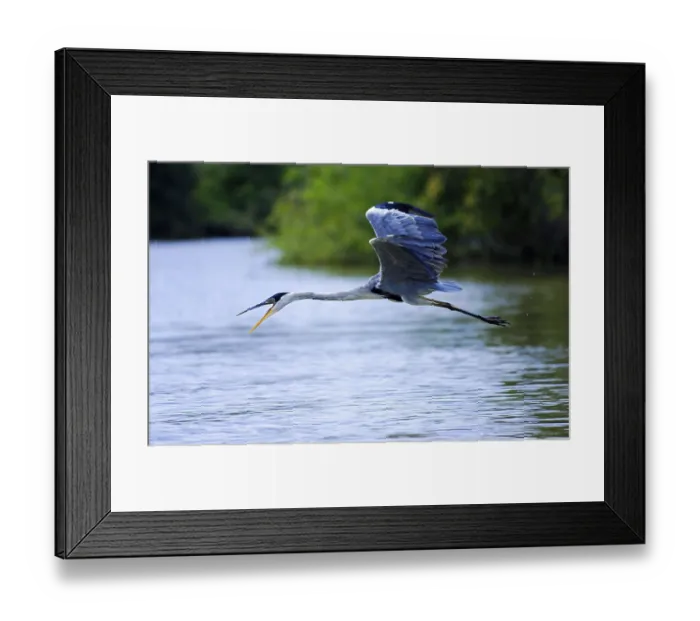 Framed Print : White-necked Heron, cocoi heron (Ardea cocoi)