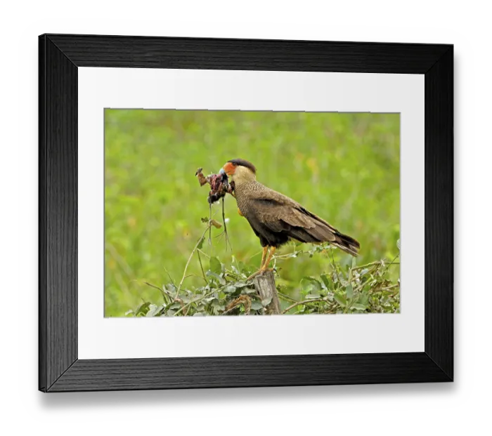 Framed Print : Common Caracara with prey, Pantanal