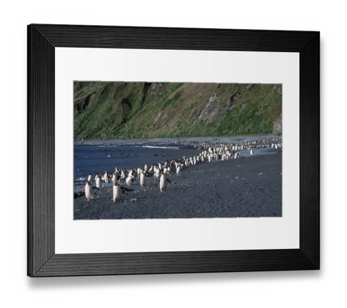 Framed Print : Royal Penguin (Eudyptes schlegeli) colony at beach of Sandy Bay