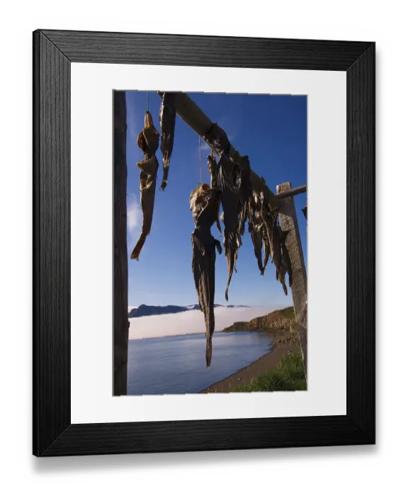 Framed Print : Cod hung to dry, Kangerluk, Greenland Framed Print : Cod hung to dry, Kangerluk, Greenland