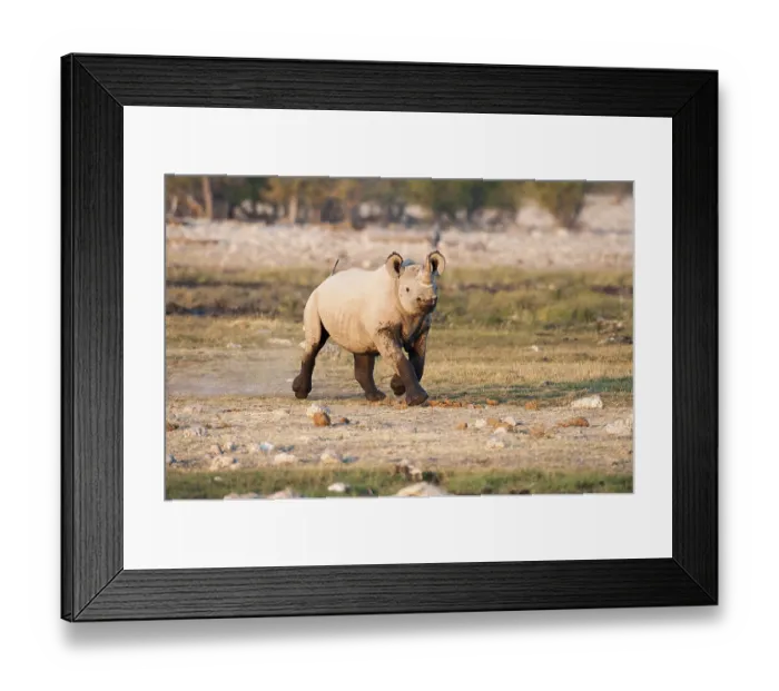 Framed Print : Black Rhinoceros (Diceros bicornis)