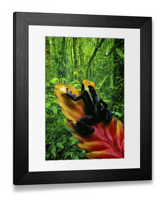 Framed Print : Poison Arrow Frog (Dendrobates tinctorius) Framed Print : Poison Arrow Frog (Dendrobates tinctorius)