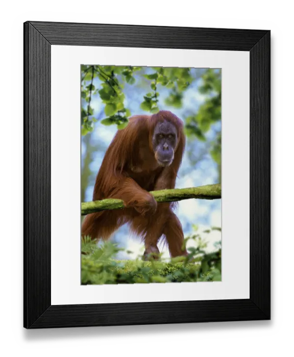 Framed Print : Sumatran orangutan, female (Pongo pygmaeus abelii)