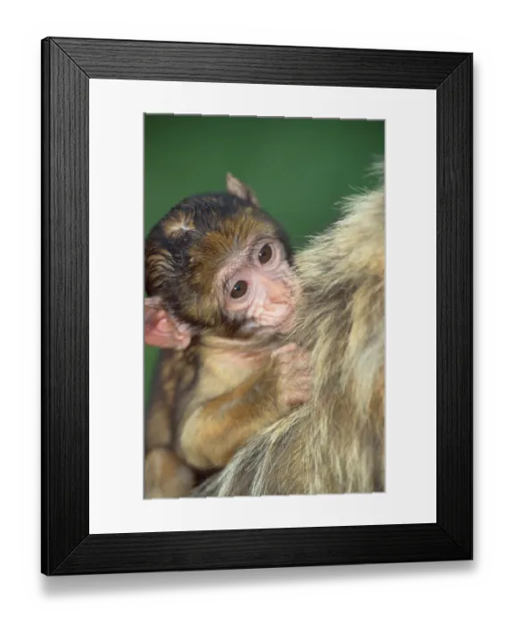 Framed Print : Young Barbary macaque (Macaca silvanus) Framed Print : Young Barbary macaque (Macaca silvanus)