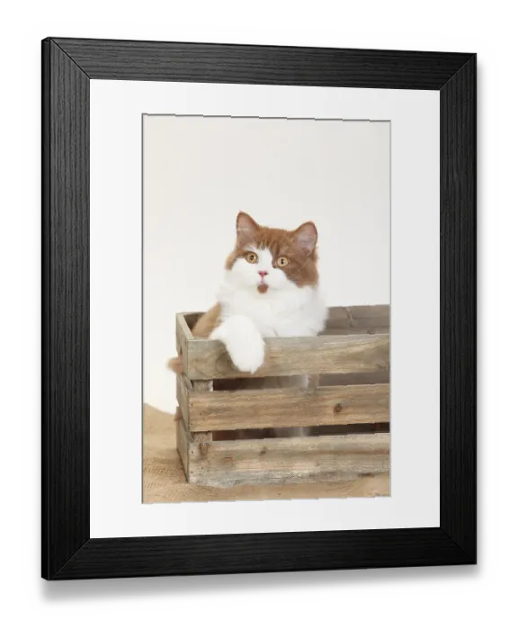 Framed Print : British longhair, male, cinnamon-white, 5 months