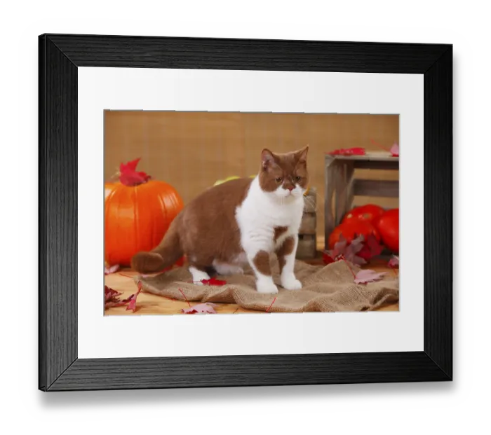 Framed Print : British shorthair, male, cinnamon-white, 1 year