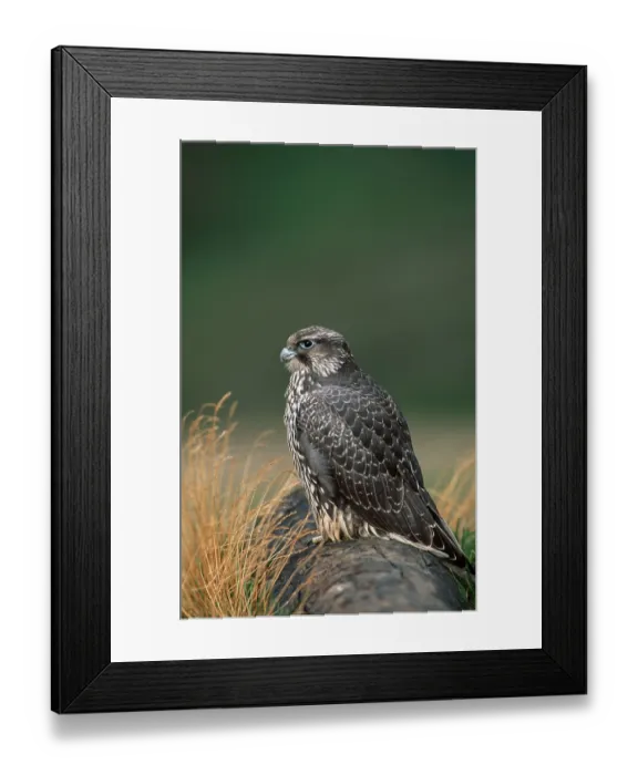 Framed Print : Young Gyr Falcon, Denali national park