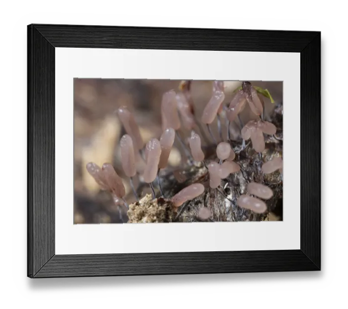 Framed Print : Stemonitopsis (Stemonitopsis typhina)
