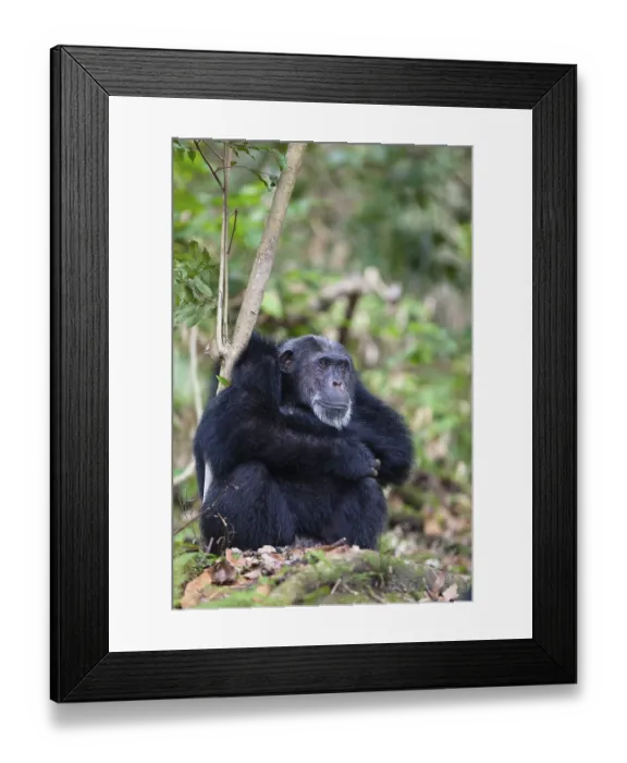 Framed Print : Chimpanzee (Pan troglodytes), male
