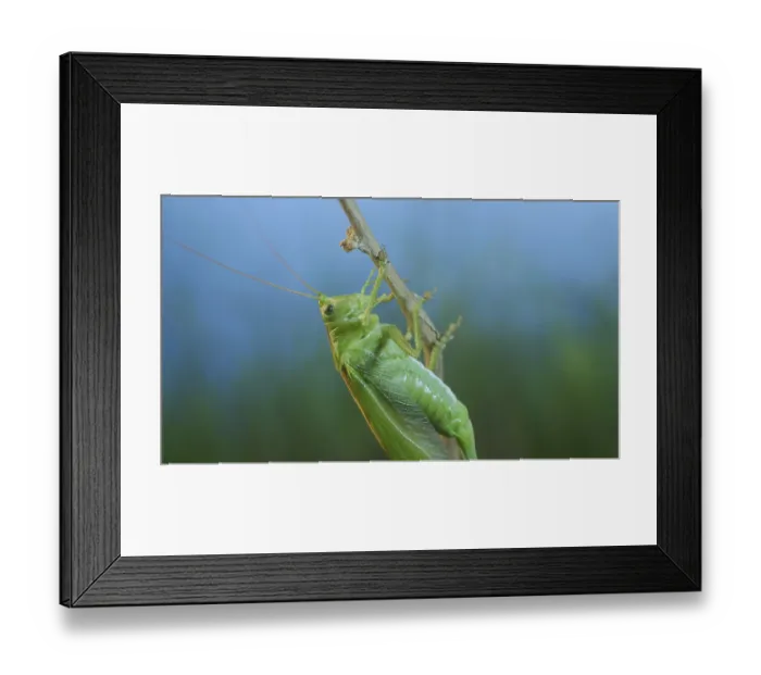 Framed Print : Green grasshopper sits on a branch against a blue sky and green vegetation