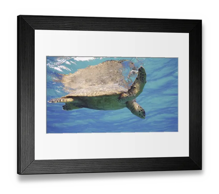 Framed Print : Sea Turtle resting on surface of water and looking down