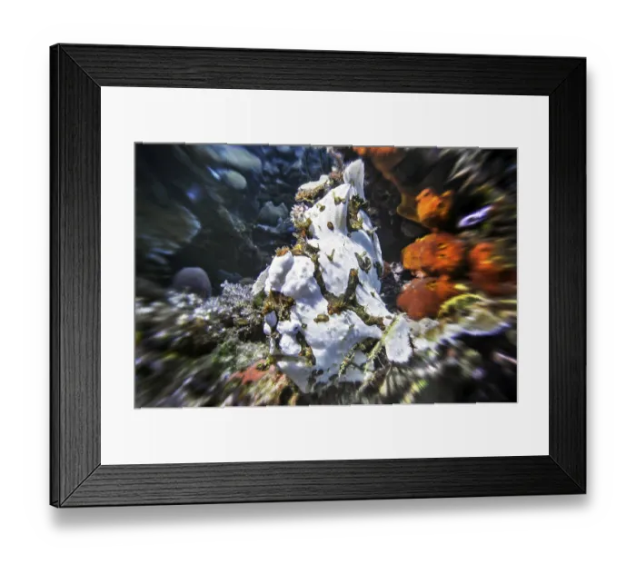 Framed Print : Giant frogfish (Antennarius commersoni) Framed Print : Giant frogfish (Antennarius commersoni)