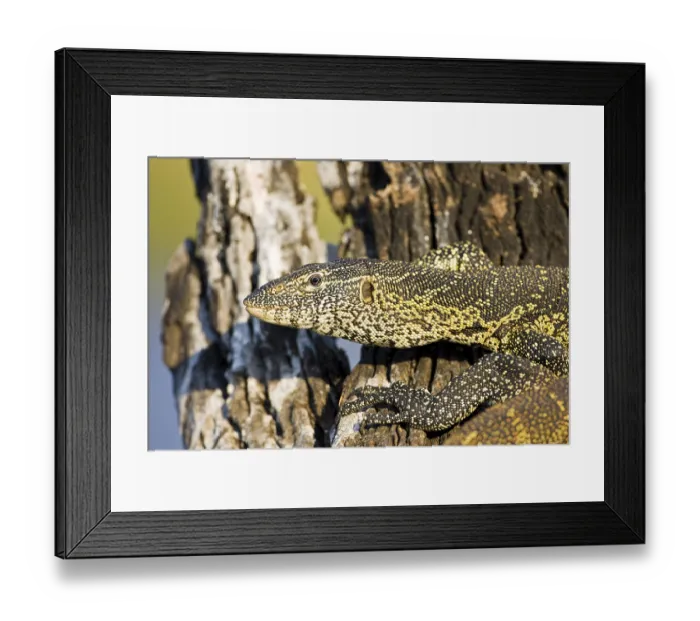 Framed Print : Nile Monitor (Varanus niloticus) Framed Print : Nile Monitor (Varanus niloticus)