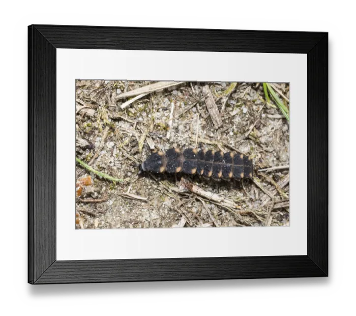 Framed Print : Common glow-worm (Lampyris noctiluca)
