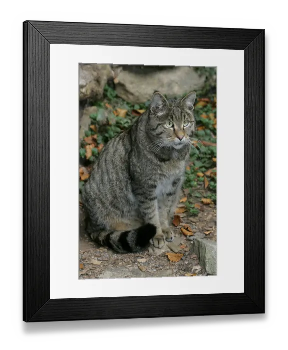 Framed Print : European wildcat (Felis silvestris)