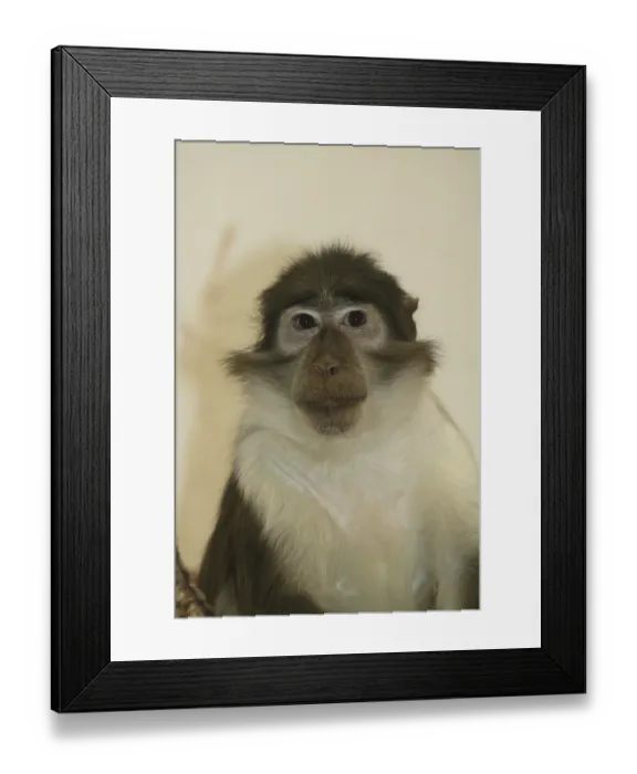 Framed Print : Sooty mangabey (Cercocebus atys) lunulatus Framed Print : Sooty mangabey (Cercocebus atys) lunulatus