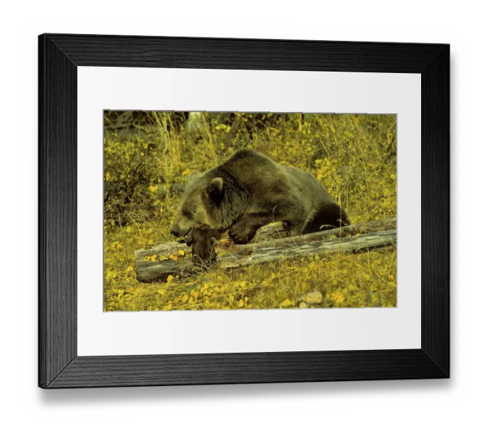 Framed Print : Grizzly bear (Ursus arctos horribilis)