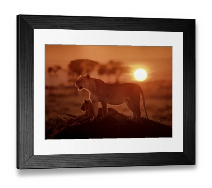 Framed Print : Lion (Panthera leo) with cubs in the evening sun Framed Print : Lion (Panthera leo) with cubs in the evening sun