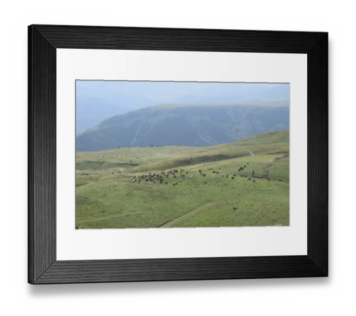 Framed Print : Herd of cows grazing on vast green hills with mountains in the background