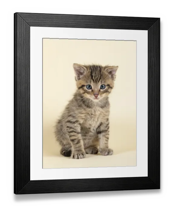 Framed Print : European (Felis silvestris), young animal