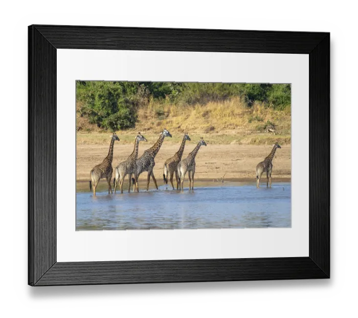 Framed Print : Rhodesian giraffe (Giraffa camelopardalis thornicrofti)