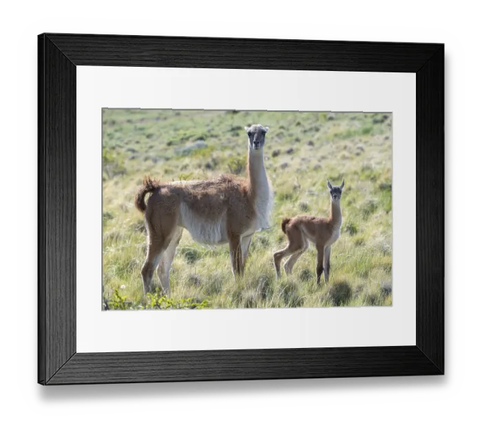 Framed Print : Guanaco (Llama guanicoe), Huanaco