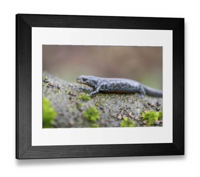 Framed Print : Alpine newt (Ichthyosaura alpestris)