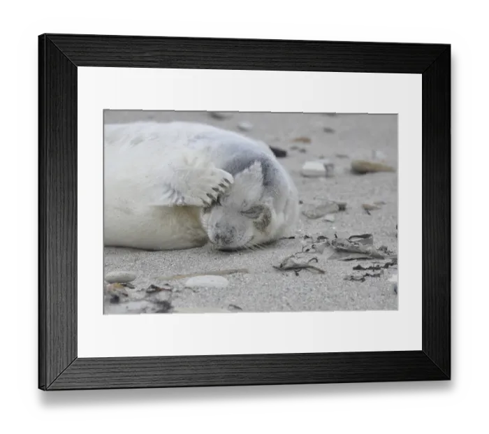 Framed Print : Grey (Halichoerus grypus) seal