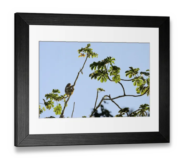 Framed Print : Brown-throated sloth (Bradypus variegatus)