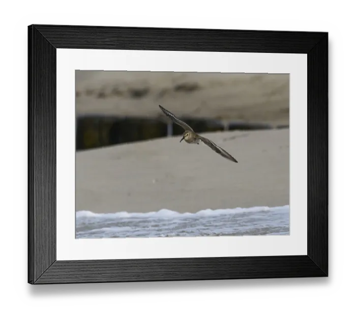 Framed Print : A knot in flight near the shore over the gentle waves of a beach