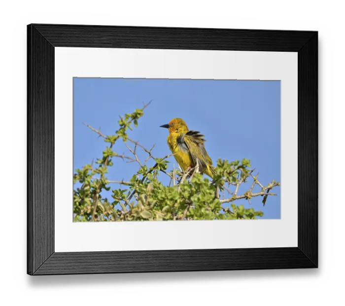 Framed Print : Cape Weaver (Ploceus capensis)