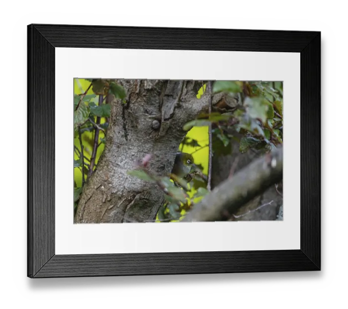 Framed Print : Silvereye (Zosterops lateralis)