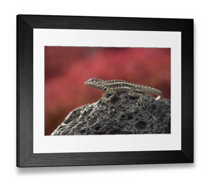Framed Print : Floreana lava lizard (Microlophus grayii)