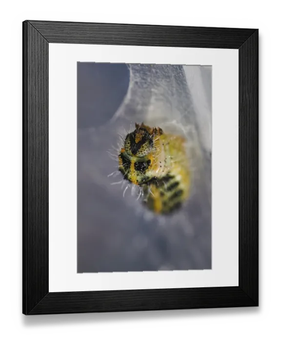 Framed Print : Large cabbage butterfly (Pieris brassicae)