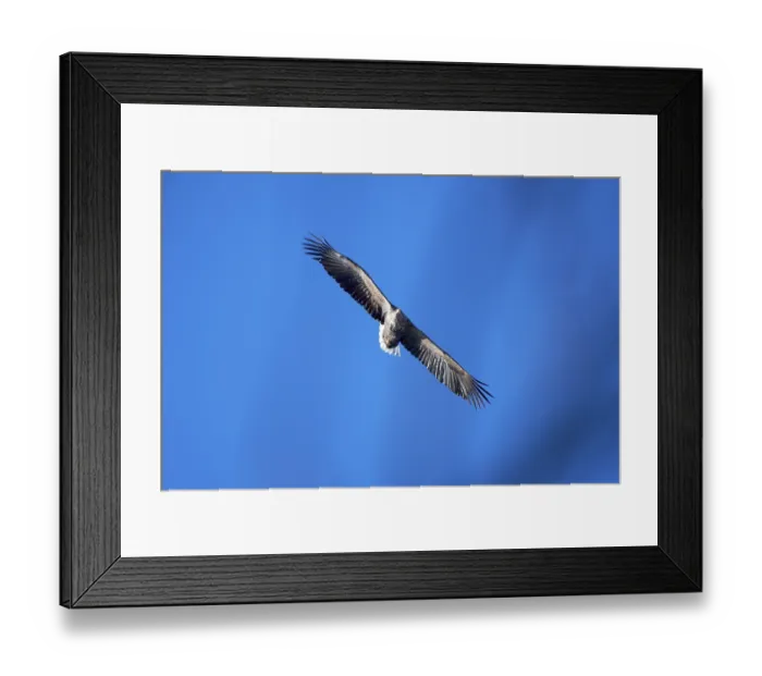 Framed Print : A white-tailed eagle (Haliaeetus albicilla) spreads its wings and flies in front of a clear blue sky