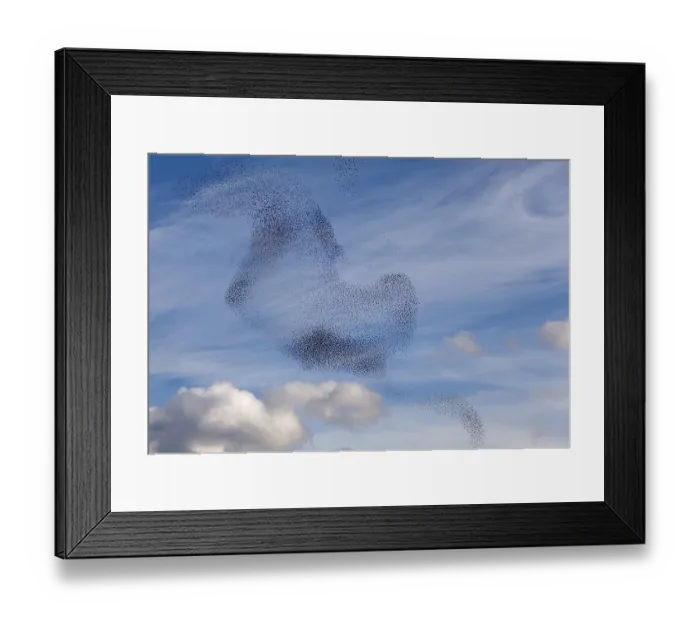 Framed Print : Dance of the birds
