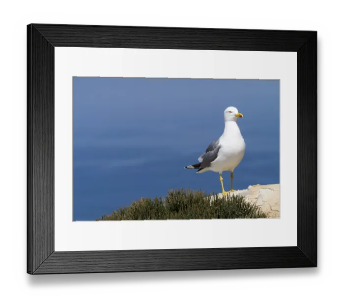 Framed Print : Yellow-legged gull (Larus michahellis)