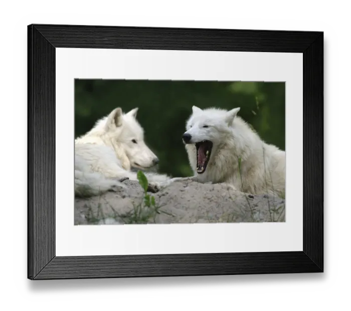 Framed Print : Arctic wolf (canis lupus arctos) Framed Print : Arctic wolf (canis lupus arctos)