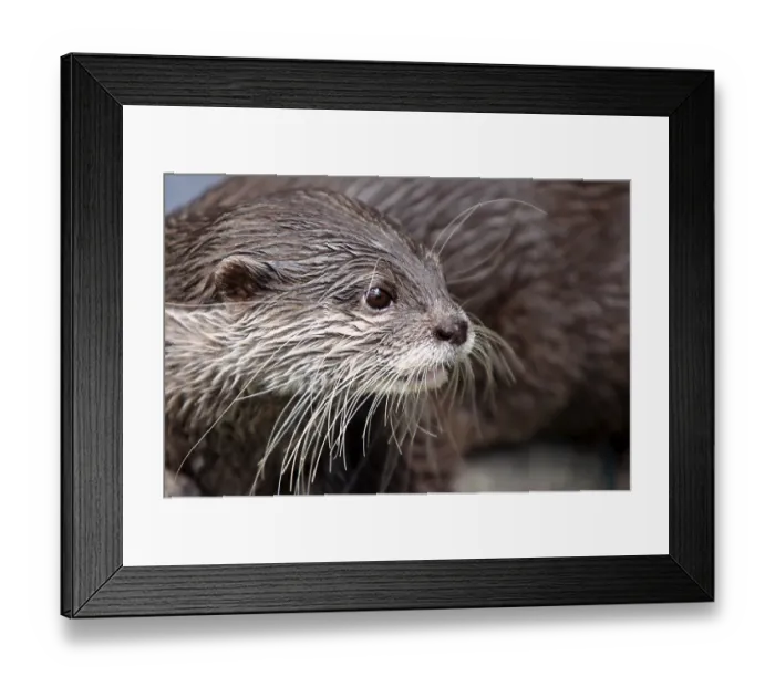 Framed Print : Dwarf otter Framed Print : Dwarf otter