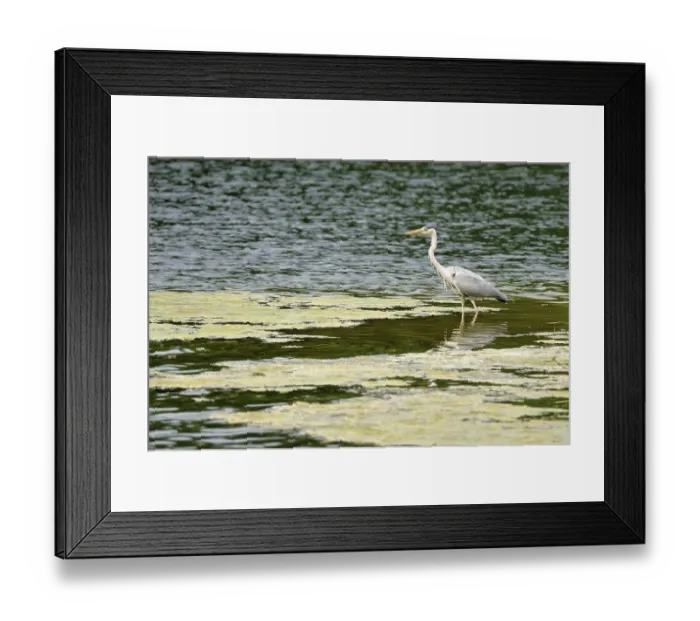 Framed Print : Grey heron Framed Print : Grey heron
